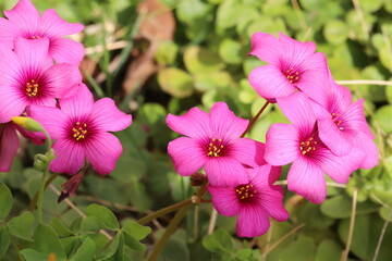 日本の春の庭に咲くイモカタバミのピンク色の花