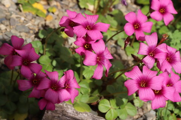 日本の春の庭に咲くイモカタバミのピンク色の花