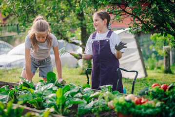 Two young girls gardening and harvesting vegetables in backyard garden