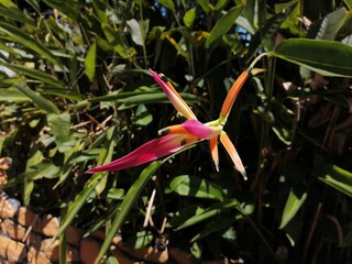 bird of paradise. Beautiful flower 