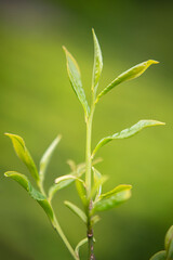 Green tea bud and leaves.Tea garden background photo. Tea garden and blue sky in the background.Tea cultivation in Turkey. Rize Türkiye.