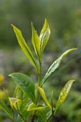 Green tea bud and leaves.Tea garden background photo. Tea garden and blue sky in the background.Tea cultivation in Turkey. Rize Türkiye.