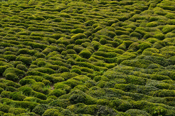 Green tea bud and leaves.Tea garden background photo. Tea garden and blue sky in the background.Tea cultivation in Turkey. Rize Türkiye.