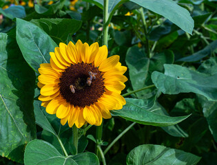 The start of pollination