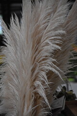 Light beige pampas grass plumes stand out amid boxes and papers, bringing a touch of natural...