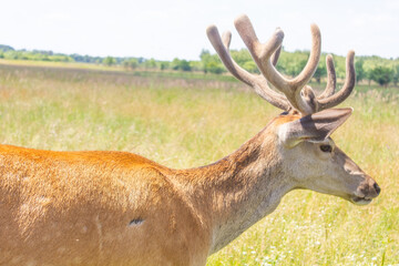 deer with big antlers close up in nature