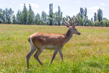 deer with big antlers close up in nature