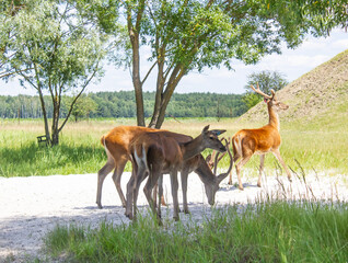 herd of deer standing on sand and grass close up in zoo and nature