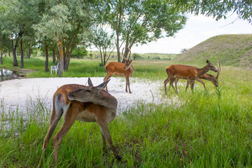herd of deer standing on sand and grass close up in zoo and nature
