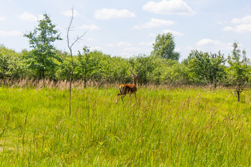 A large deer with antlers runs across a field of green grass