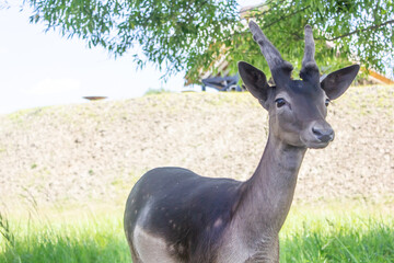 female black deer, doe looking straight close up standing on grass