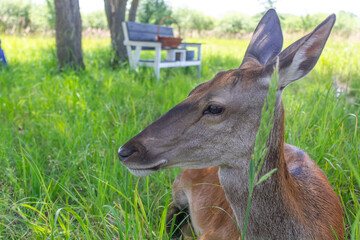 close-up of a female deer's face lying on the grass