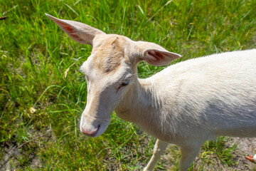 Obraz premium white doe close up in nature