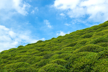 Green tea bud and leaves.Tea garden background photo. Tea garden and blue sky in the background.Tea cultivation in Turkey. Rize Türkiye.