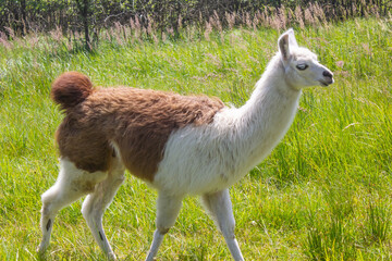 llama walking on green grass close up, animal llama in nature