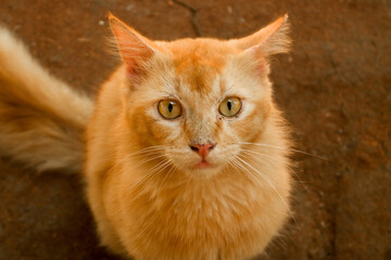 Ginger Cat Portrait looking at camera. Orange male cat with long hair and cute