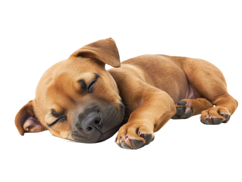 Adorable Sleeping Puppy, Brown, Isolated on Transparent PNG