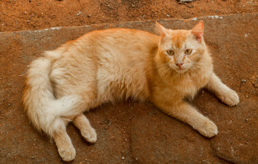 Ginger Cat Portrait lying on ground. Orange male cat with long hair and cute lying on the ground