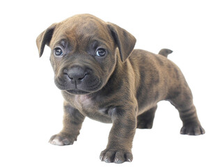 Obraz premium Adorable Brindle Puppy, Studio Shot, Isolated on Transparent PNG