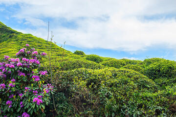 Komar or Kumar is the name of the Rhododendron plant (Rhododendron ponticum in Latin). A type of flower that bees use to make honey from its purple flowers. Rize Türkiye.