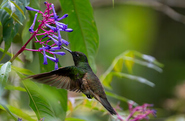 hummingbird in flight