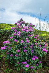 Komar or Kumar is the name of the Rhododendron plant (Rhododendron ponticum in Latin). A type of flower that bees use to make honey from its purple flowers. Rize Türkiye.