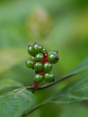 Doll's Eyes poisonous (Actaea pachypoda) or baneberry (Ranunculaceae) in the forest.