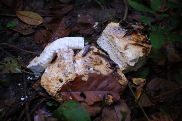 Latex rubber on the ground.