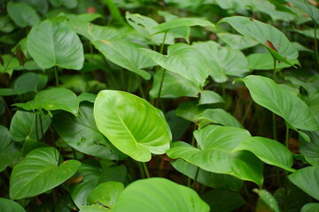 Philodendron Rugosum or Araceae in the forest. © Ahmad Jamiardi 