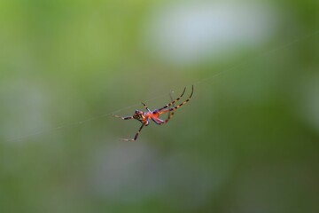 Small red spider in the forest.