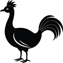 rooster isolated on white background