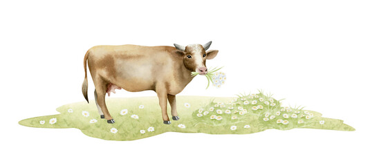 Grazing brown cow on green grass meadow watercolor illustration isolated on white. Pasture farm animal with wildflowers bouquet clip art for village and countryside designs. Hand drawn cattle sketch