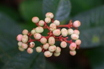 Doll's Eyes poisonous (Actaea pachypoda) or baneberry (Ranunculaceae) in the forest.