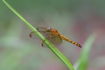 Yellow dragonfly on a leaf.