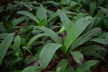 Curculigo capitulata (Hypoxidaceae) in the forest.
