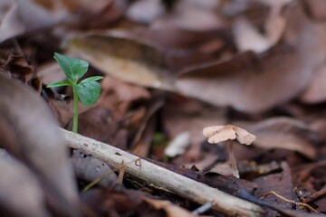 A new small tree growing in the forest.