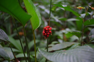 Phrynium pubinerve (Marantaceae) in the forest.
