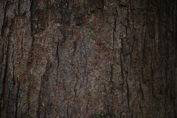Texture of mango tree bark.