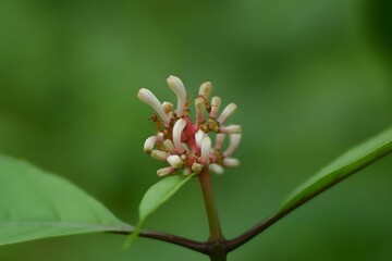 Doll's Eyes poisonous (Actaea pachypoda) or baneberry (Ranunculaceae) in the forest.