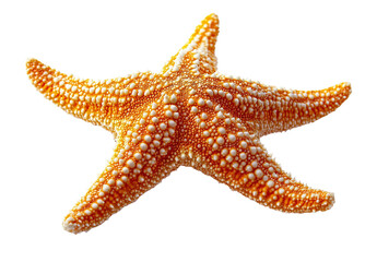 Orange Starfish, Detailed Texture, Isolated on Transparent PNG, Summer Ocean Theme