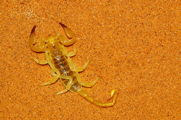 Southern African Burrowing Scorpion (Opistophthalmus tumas) on red sand dune of Namib-Naukluft National Park, Namibia