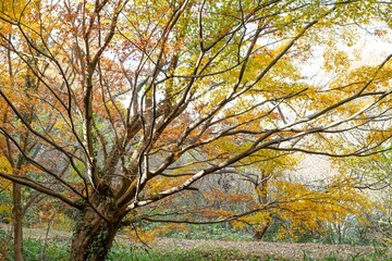 Fototapeta premium 黄色に色づくカエデ 