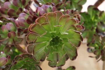 Houseleeks or Sempervivum close up, Cyprus   