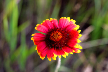 Vivid red and yellow flower blooming in a grassy field on a sunny day