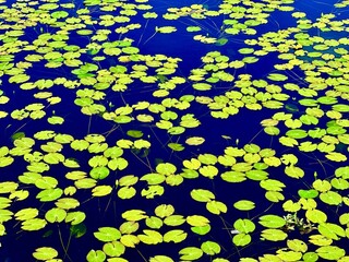 初夏の景色、池に浮かぶヒツジグサ。