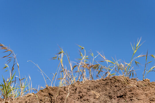 Avena fatua is a species of grass in the oat genus. Mount Hollywood Trail, Griffith Park, Los Angeles, California.  Santa Monica Mountains
 - Powered by Adobe