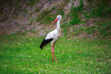 white stork in the grass