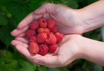Fresh and juicy Raspberries Collected Gently in Hands for a Truly Delicious and Healthy Treat