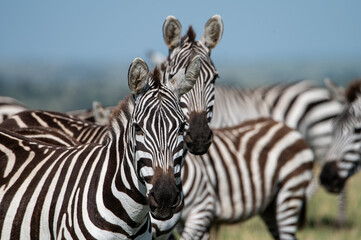 Fototapeta premium Zebra in Serengeti National Park, Tanzania during Great Migration