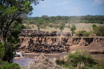 Wildebeest herd crossing Mara River during Great Migration, Serengeti, Tanzania, Masai Mara, Kenya